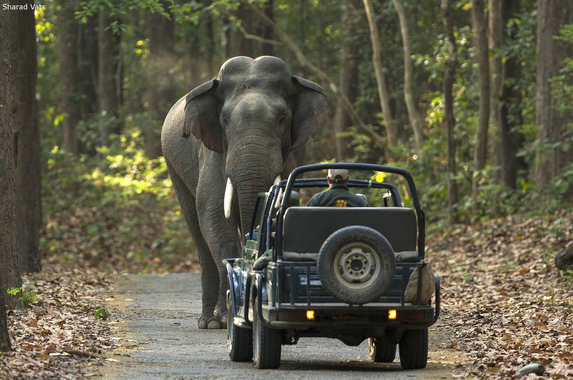 Dhikala Safari